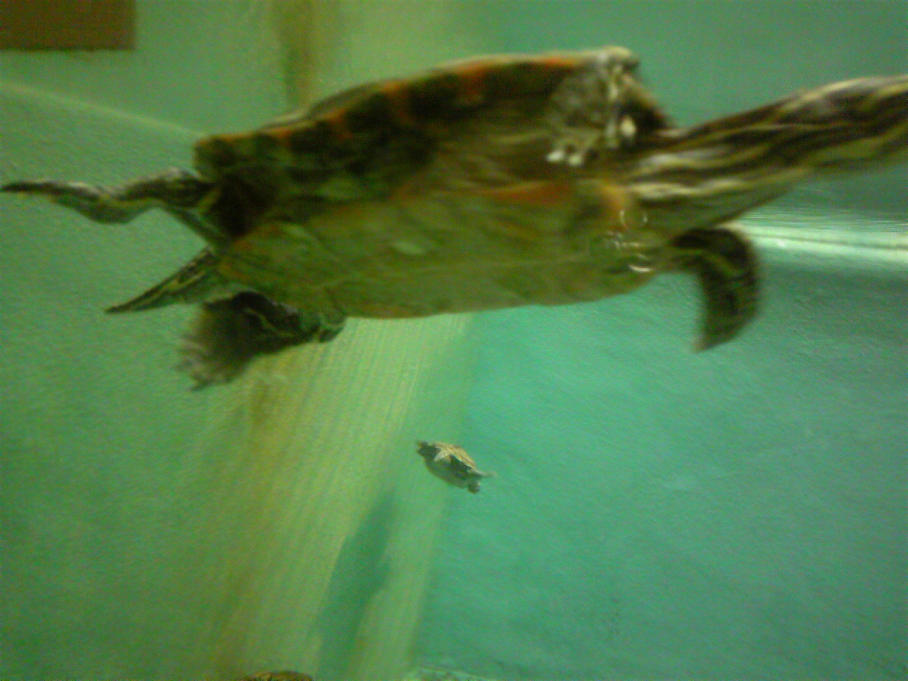 f:id:zoroinu:20101128141008j:image:w400 f:id:zoroinu:20101128141008j:image:w400