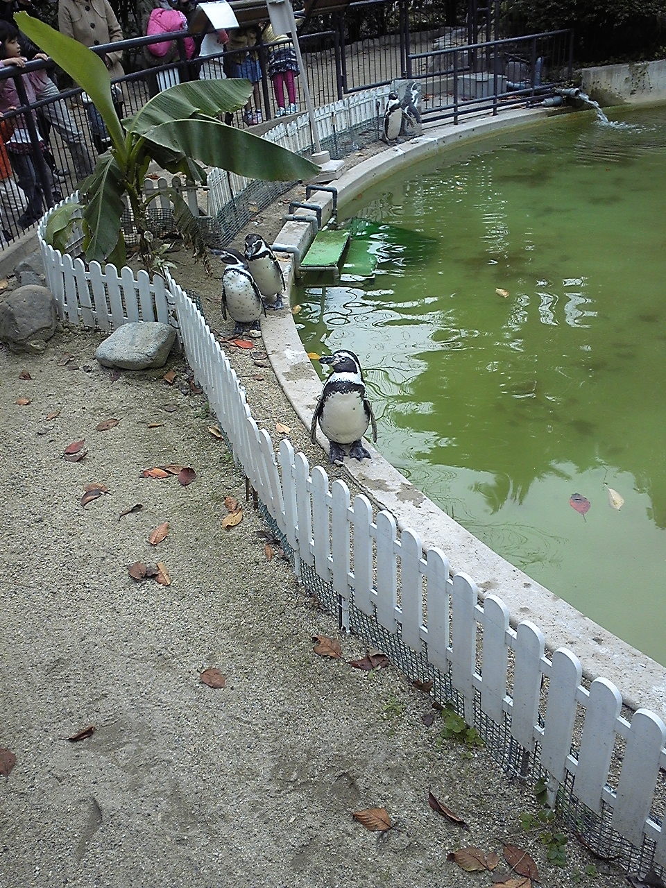 ﾍﾟﾝｷﾞﾝさん