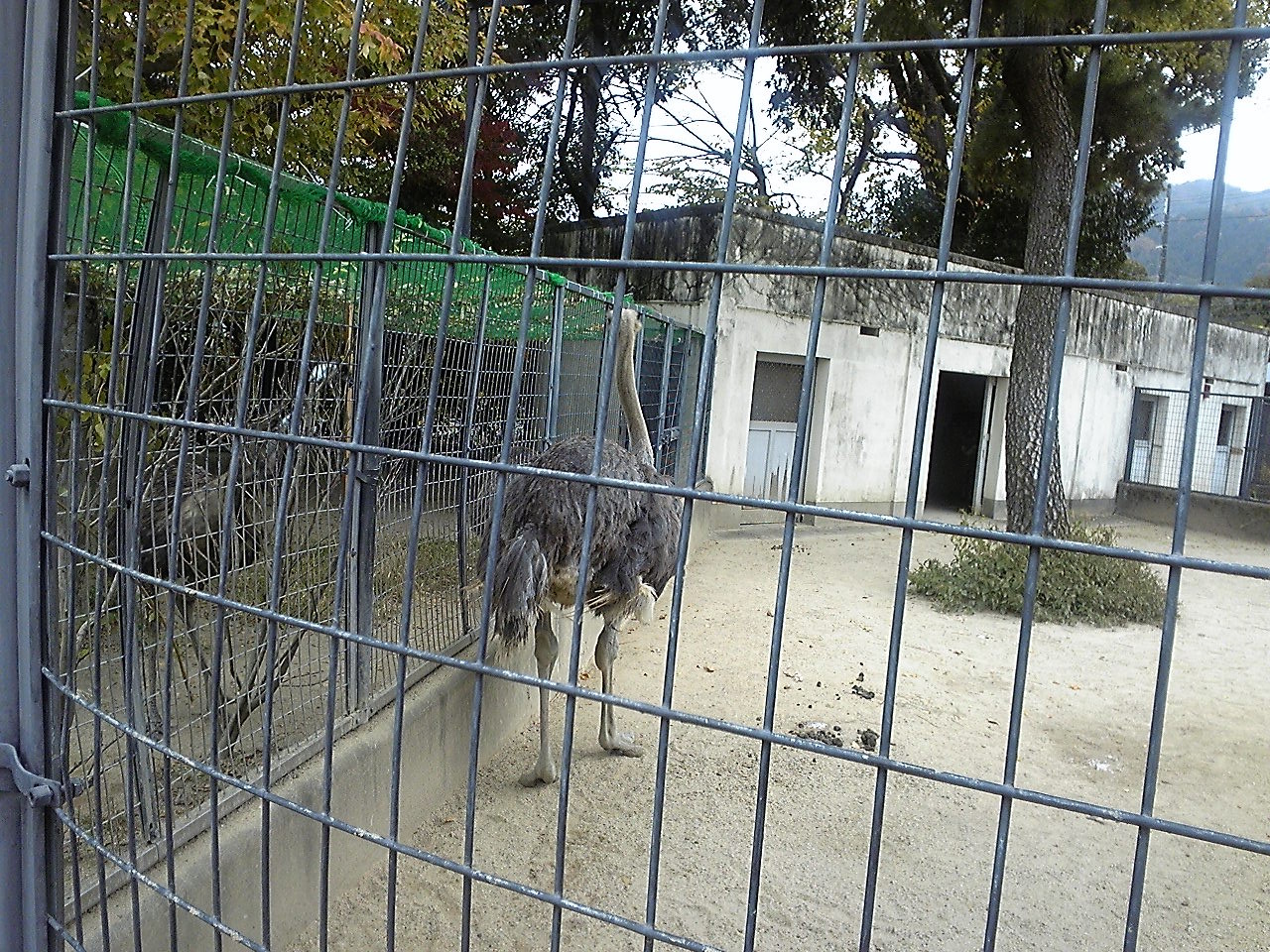 f:id:zoroinu:20101128142958j:image:w400 f:id:zoroinu:20101128142958j:image:w400