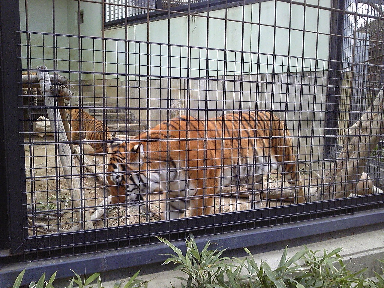 f:id:zoroinu:20101128144543j:image:w400 f:id:zoroinu:20101128144543j:image:w400
