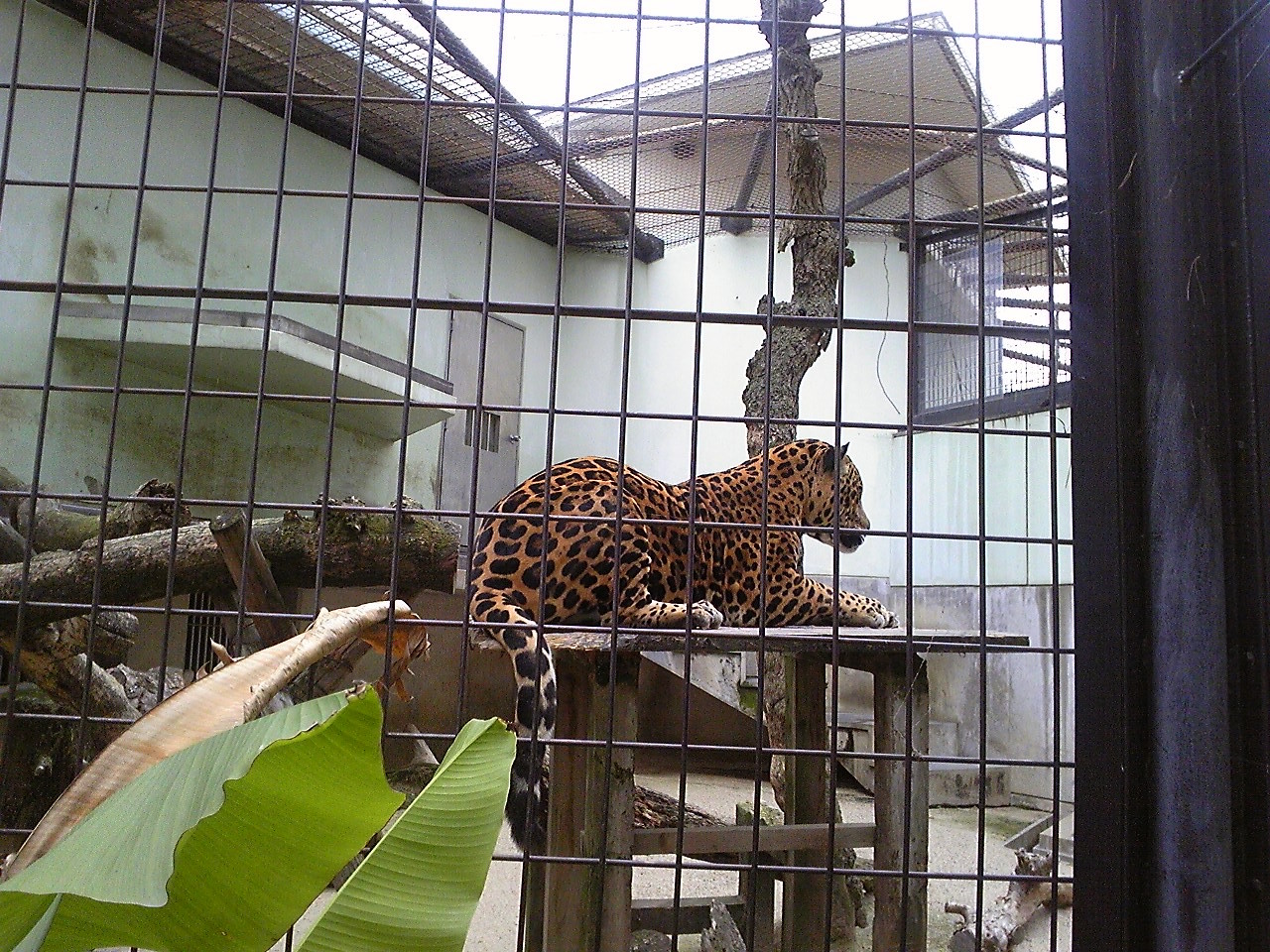 f:id:zoroinu:20101128144718j:image:w400 f:id:zoroinu:20101128144718j:image:w400