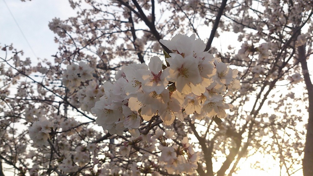 f:id:zoroinu:20130405232220j:image:w500