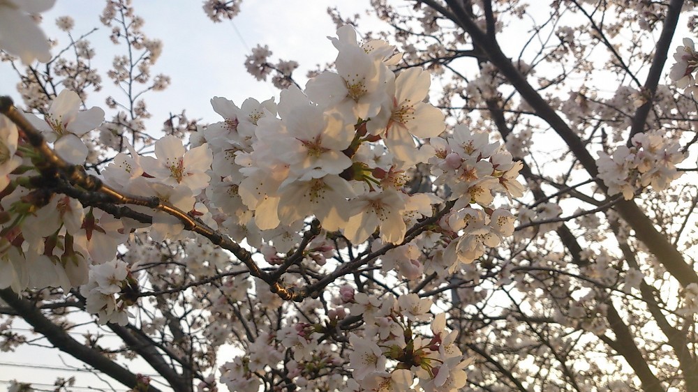 f:id:zoroinu:20130405232223j:image:w500