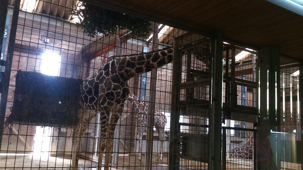 とべ動物園