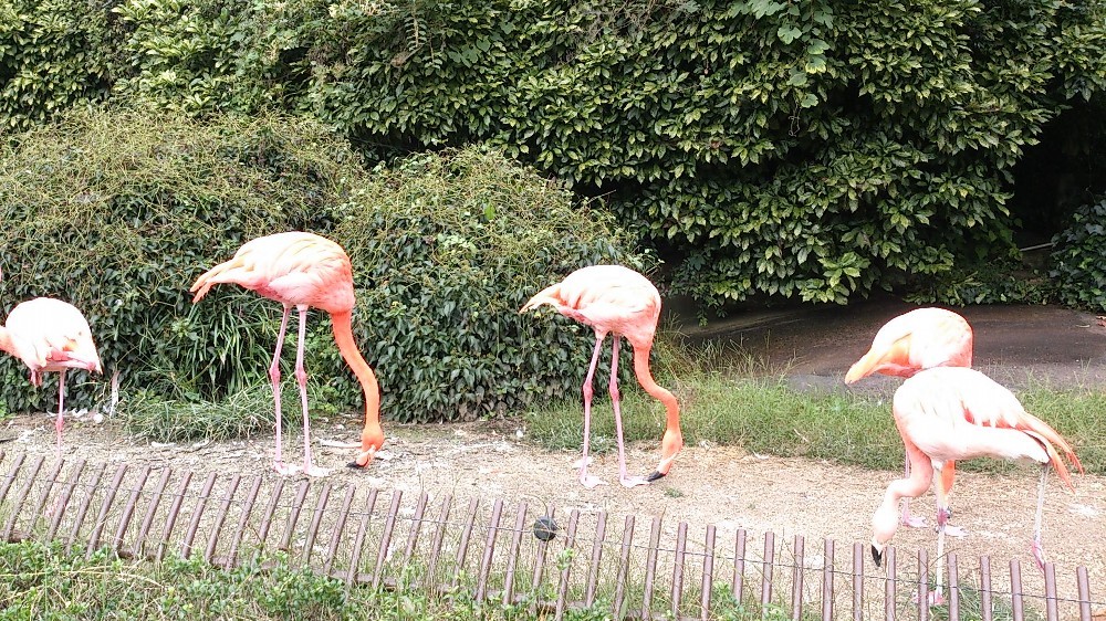 とべ動物園