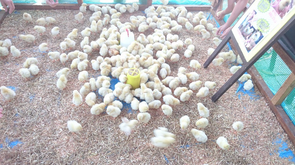 出張動物園