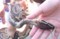 出張動物園