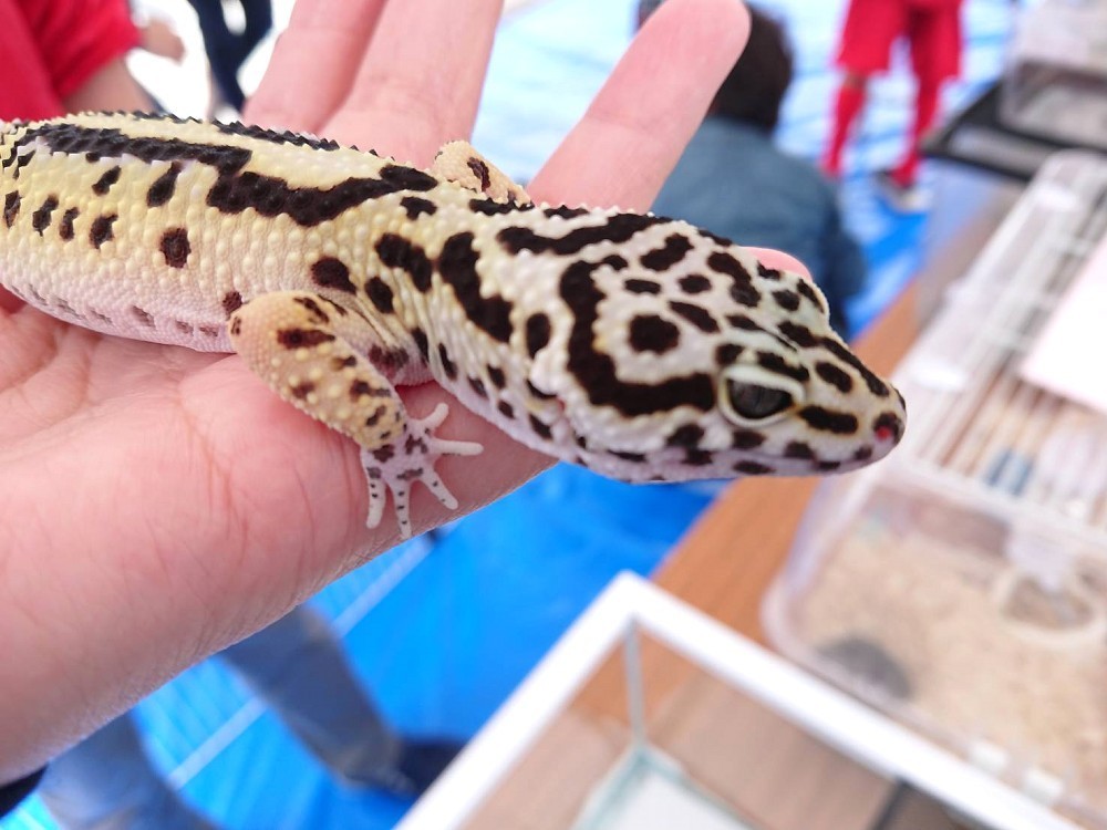 f:id:zoroinu:20180505010459j:image:w500 f:id:zoroinu:20180505010459j:image:w500