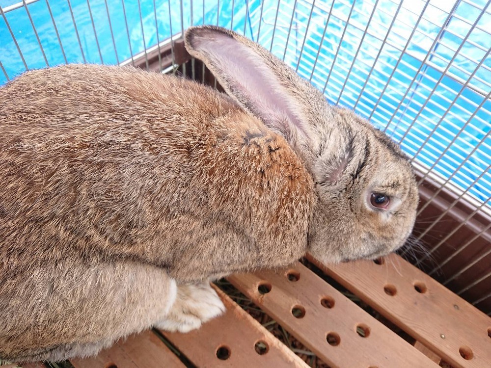 f:id:zoroinu:20180505012230j:image:w500 f:id:zoroinu:20180505012230j:image:w500