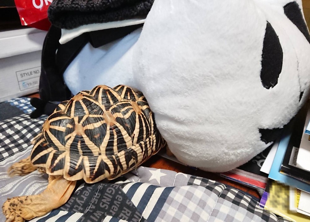 f:id:zoroinu:20180506013344j:image:w500