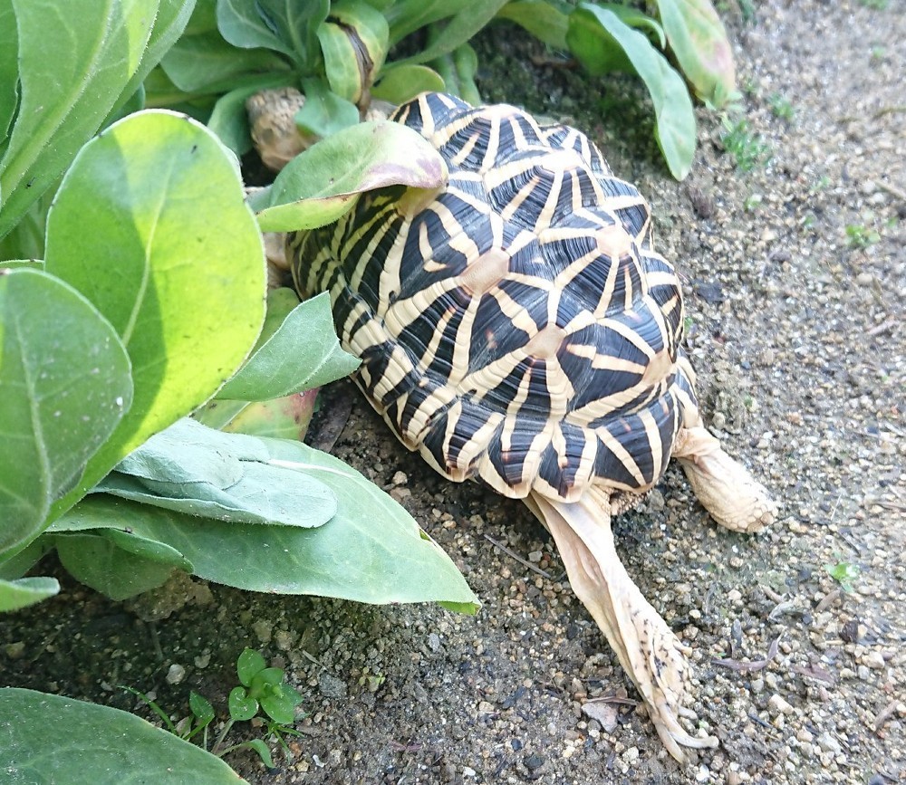 f:id:zoroinu:20190326002617j:plain:w500 f:id:zoroinu:20190326002617j:plain:w500