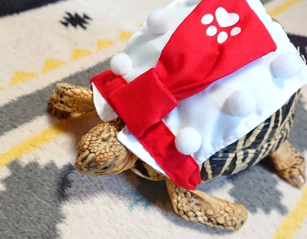 f:id:zoroinu:20190918004246j:plain:w500 f:id:zoroinu:20190918004246j:plain:w500