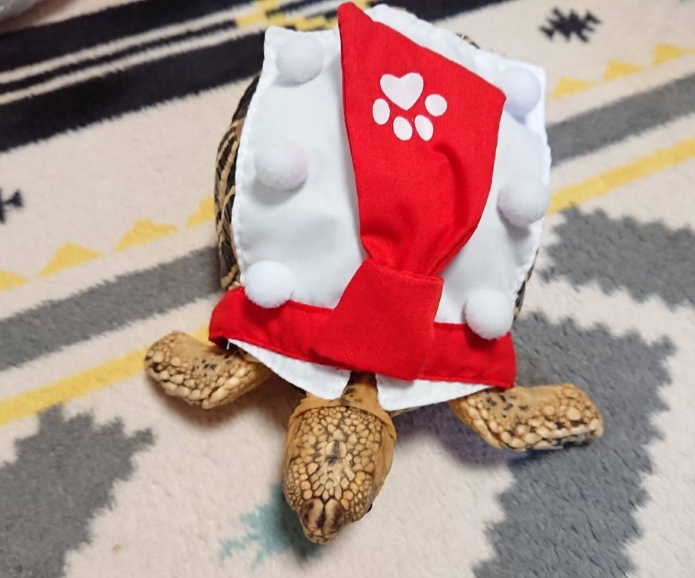 f:id:zoroinu:20190918004312j:plain:w500 f:id:zoroinu:20190918004312j:plain:w500