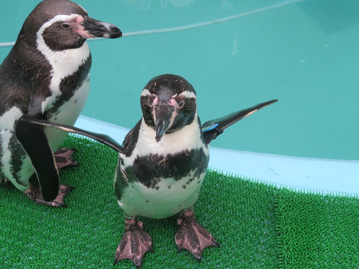桂浜水族館 ペンギン - 悪魔と天使と快楽主義者