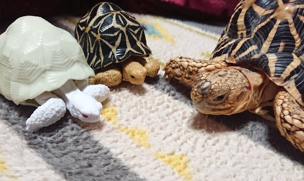 f:id:zoroinu:20191231001912j:plain:w500 f:id:zoroinu:20191231001912j:plain:w500