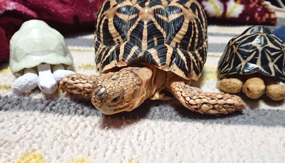 f:id:zoroinu:20191231002022j:plain:w500 f:id:zoroinu:20191231002022j:plain:w500