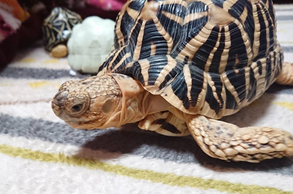 f:id:zoroinu:20191231002056j:plain:w500 f:id:zoroinu:20191231002056j:plain:w500