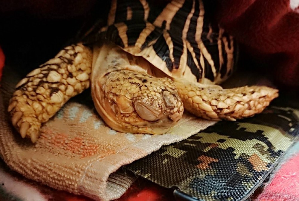 f:id:zoroinu:20191231231904j:plain f:id:zoroinu:20191231231904j:plain