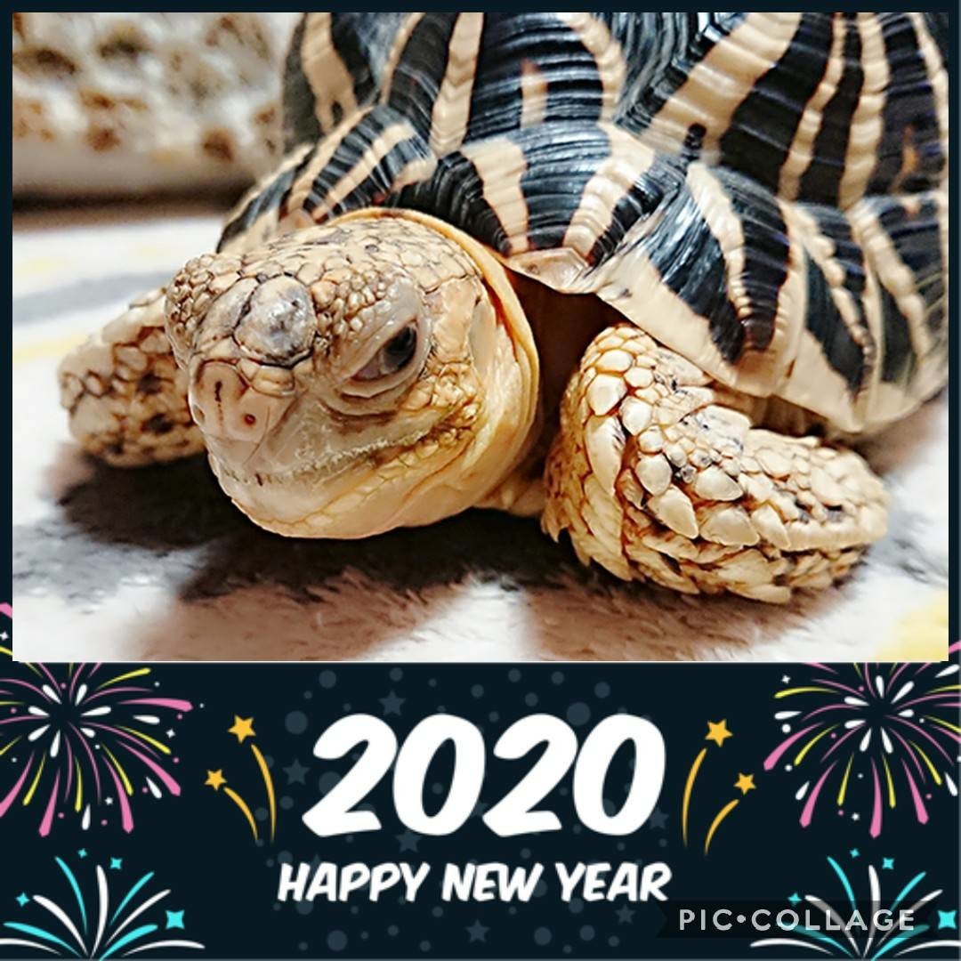 f:id:zoroinu:20200101001833j:plain