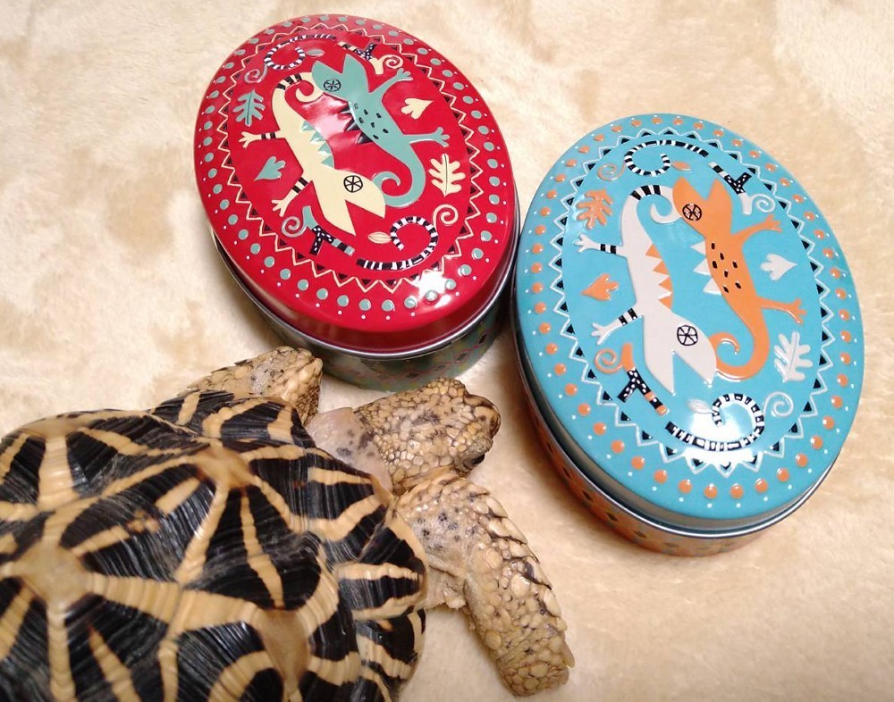 f:id:zoroinu:20210124010408j:plain:w500