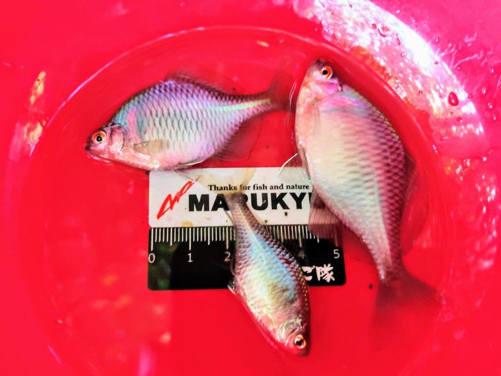 軽い、軽すぎる!! あの、埼玉銘菓の十万石饅頭もビックリな竿に出逢い