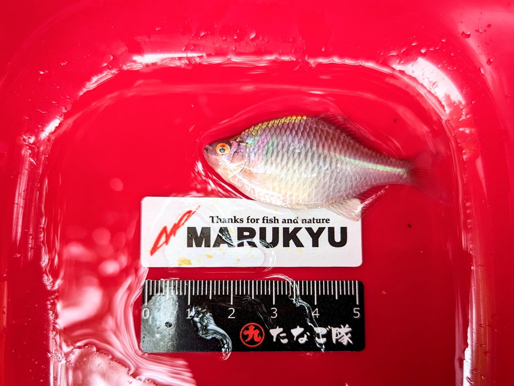 タナゴから タナゴz