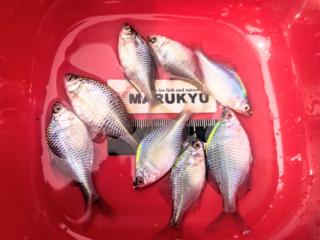 タナゴ鈎交換のコツは、タイミングとルービー1杯の我慢 - ハゼ釣り 
