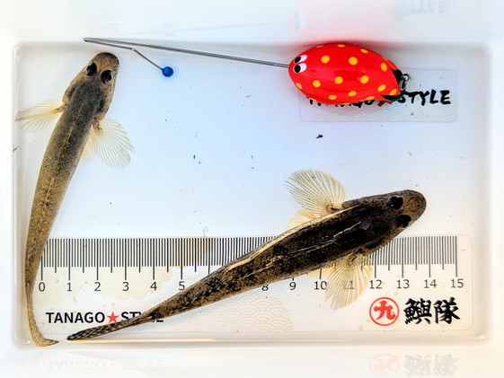 宇崎日新 「N's ハゼ 360」のうろこ付けをしてきました。 - ハゼ釣り