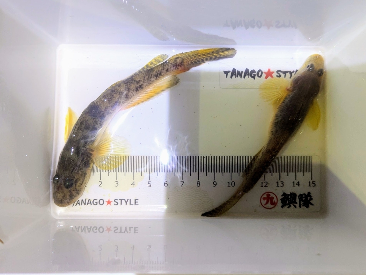 「いい夢なら何度でも」と、今冬さいごのハゼ釣りに出かけてきました。 - ハゼ釣り始めました。