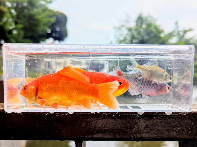 タナゴと金魚が釣れました。 - ハゼ釣り始めました。
