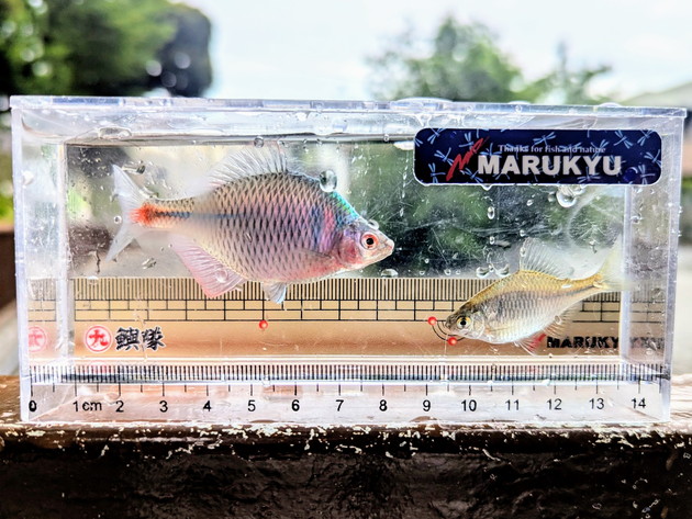 タナゴと金魚が釣れました。 - ハゼ釣り始めました。