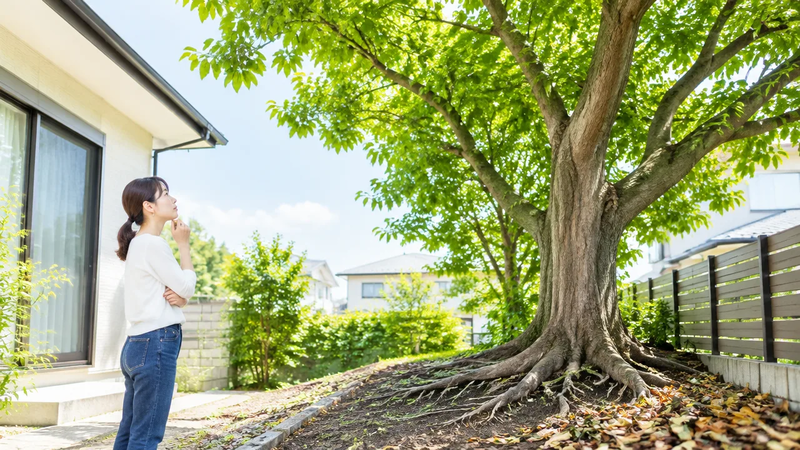 成長の早い木おすすめ7選｜庭や目隠しに適した樹種を紹介
