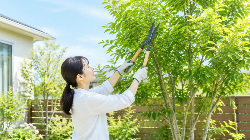 成長の早い木おすすめ7選｜庭や目隠しに適した樹種を紹介