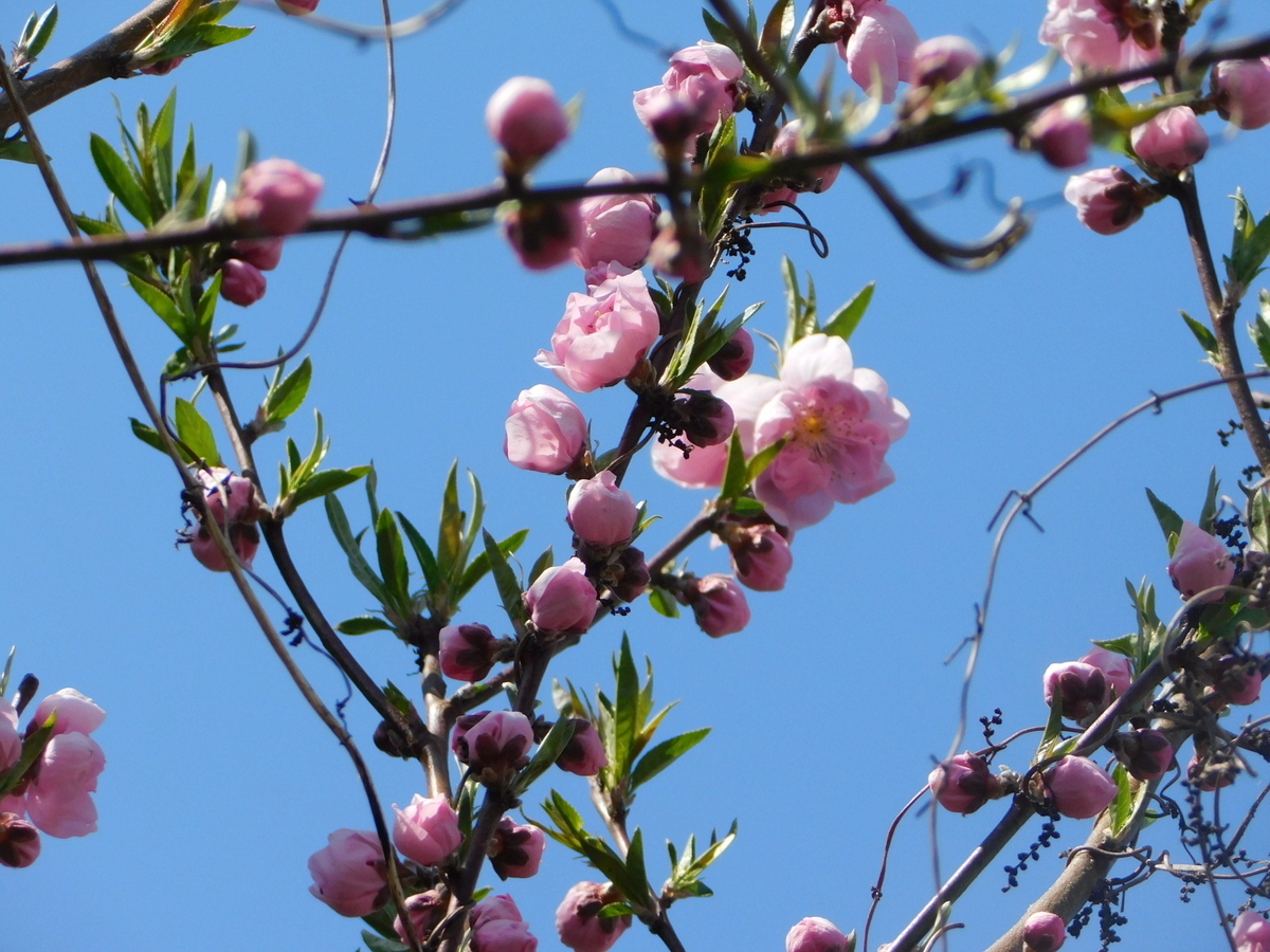 庭の花たち3月16日 カタクリ発見 他 - zssou3100836’s blog