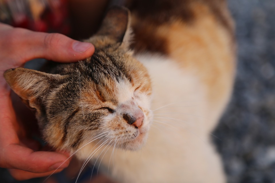 猫をひいきするとやきもちを焼いたり嫉妬するってホント？ - まめがく