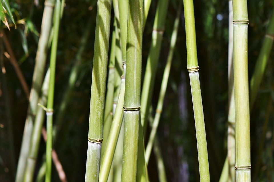 「竹」と「笹」はどうやって見分けるの? - まめがく