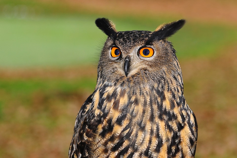 フクロウとミミズクの違いは何 まめがく