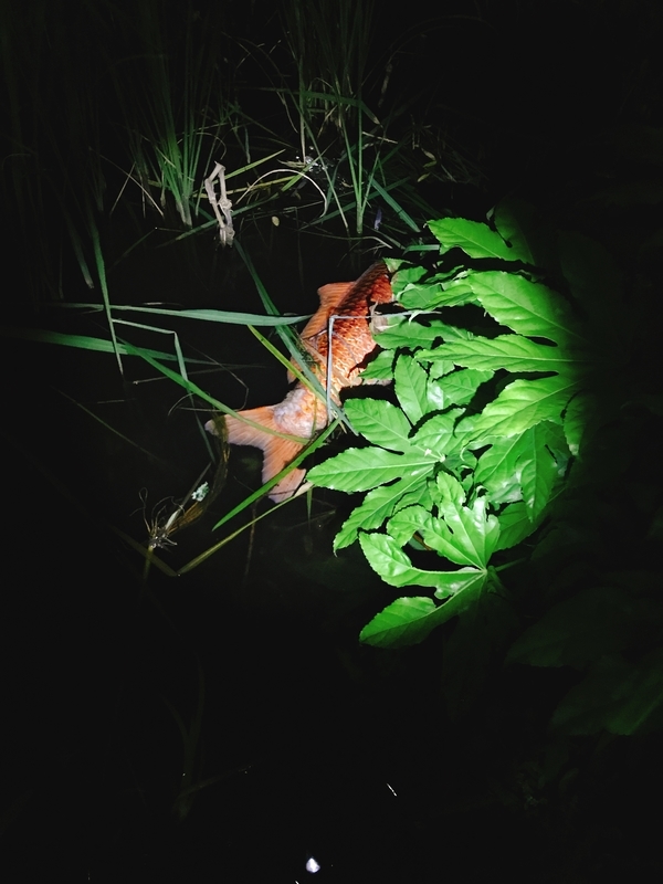 石神井公園 タウナギ釣りでわかったこと 東京釣り紀行