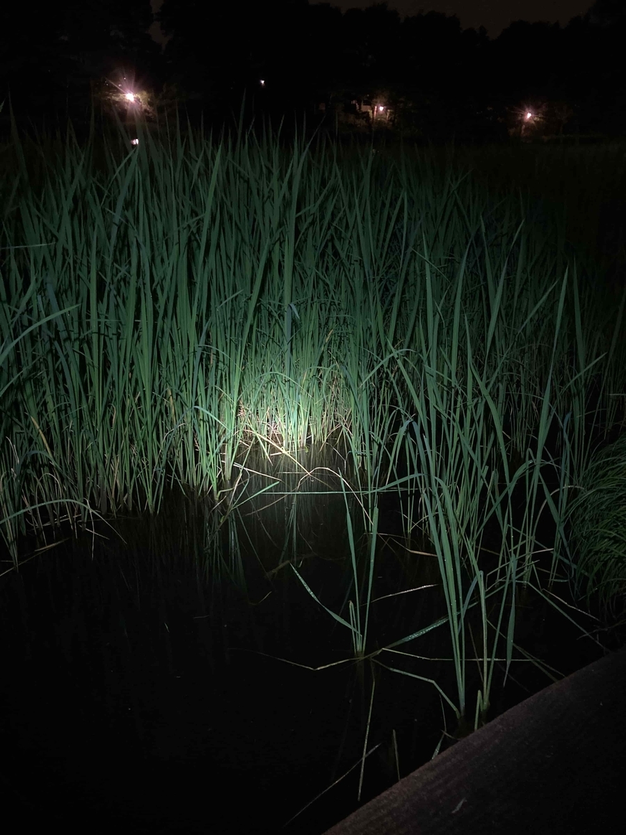 石神井公園タウナギ