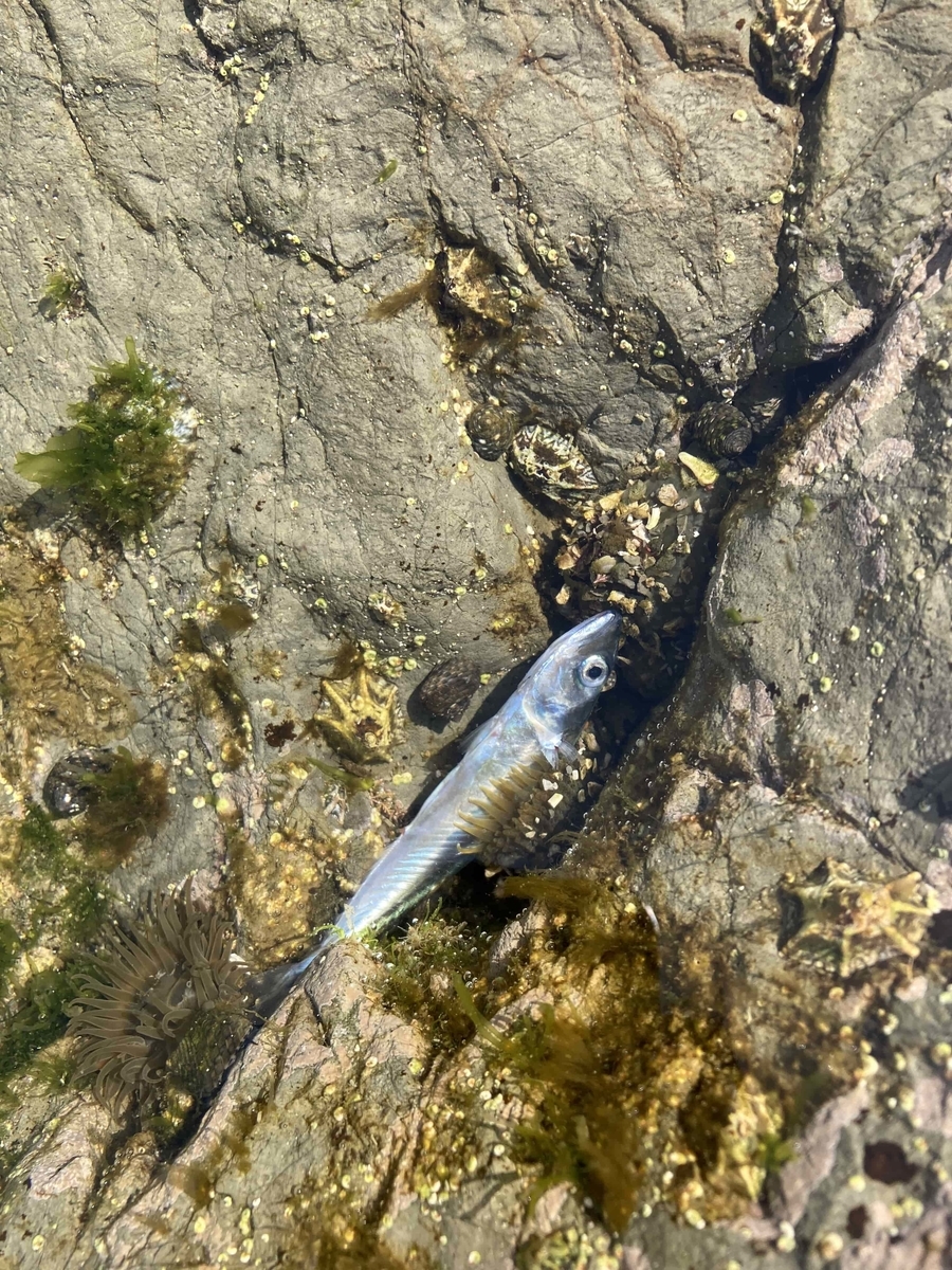 鴨川磯釣り