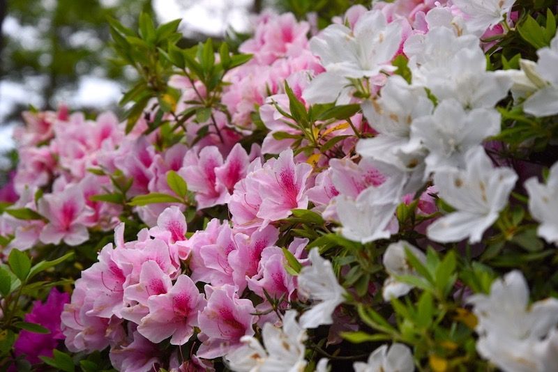 f:id:zubora_mom:20180508125651j:plain f:id:zubora_mom:20180508125651j:plain