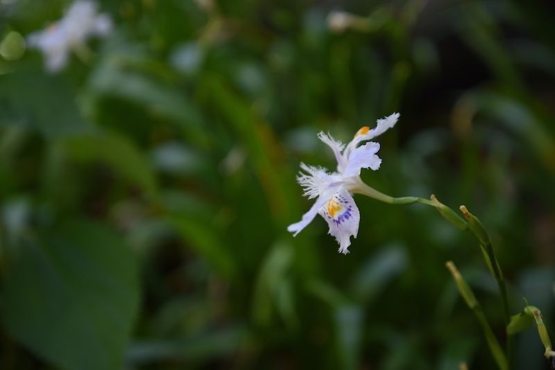 f:id:zubora_mom:20180508130054j:plain f:id:zubora_mom:20180508130054j:plain