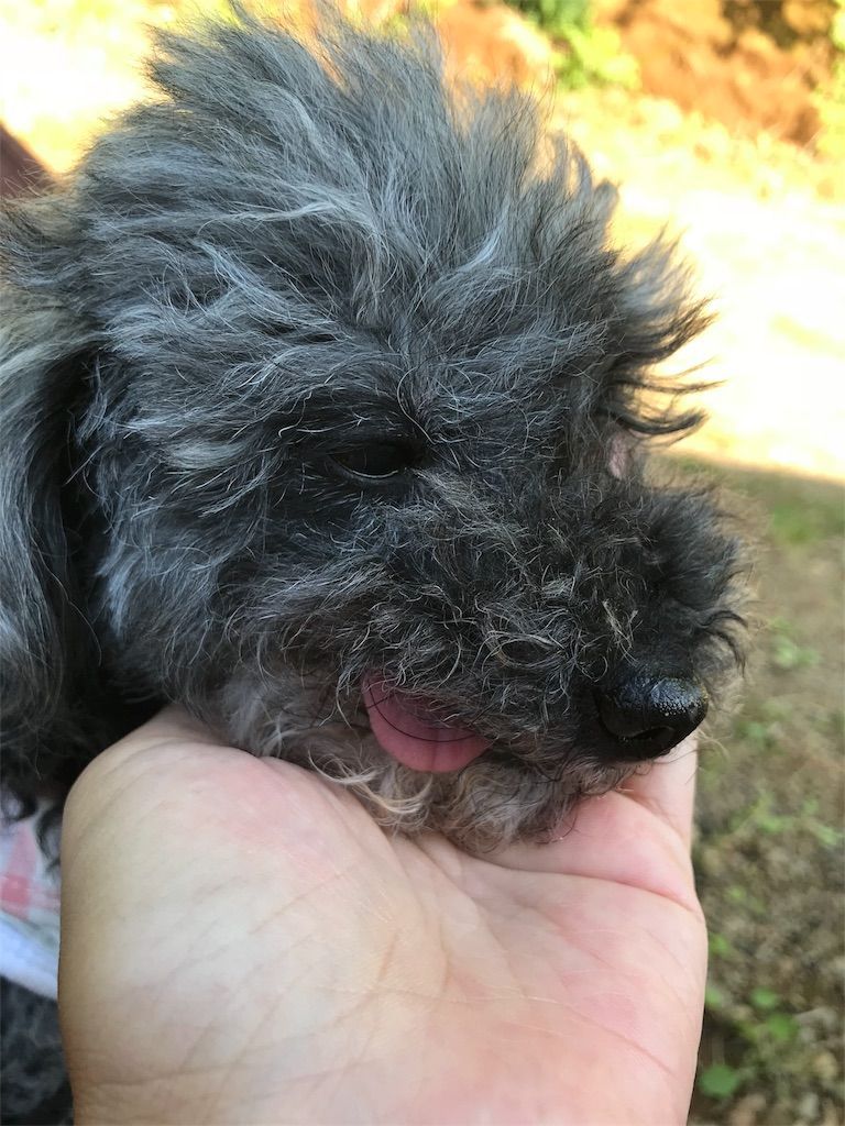 f:id:zubora_mom:20180614103246j:plain f:id:zubora_mom:20180614103246j:plain