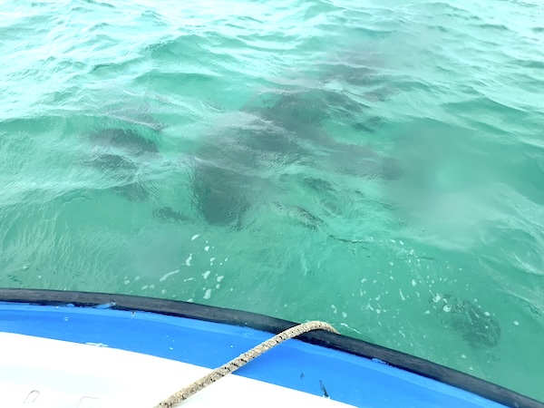 【ハワイ】オプショナルツアーおすすめはカネオヘ湾のサンドバー！カタマランクルーズ&マリンスポーツ満喫プラン