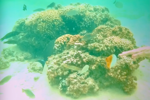 【ハワイ】オプショナルツアーおすすめはカネオヘ湾のサンドバー！カタマランクルーズ&マリンスポーツ満喫プラン