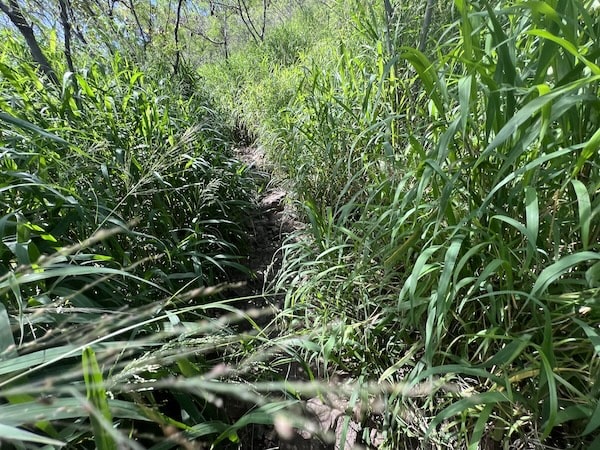 【ハワイ2024年最新】絶対お得！西海岸オプショナルツアーで新鉄道「Skyline」、絶景のピンクピルボックス、アウラニ（コオリナ）、ワイケレアウトレットモール、全部体験できる！