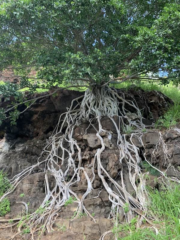 【ハワイ2024年最新】絶対お得！西海岸オプショナルツアーで新鉄道「Skyline」、絶景のピンクピルボックス、アウラニ（コオリナ）、ワイケレアウトレットモール、全部体験できる！