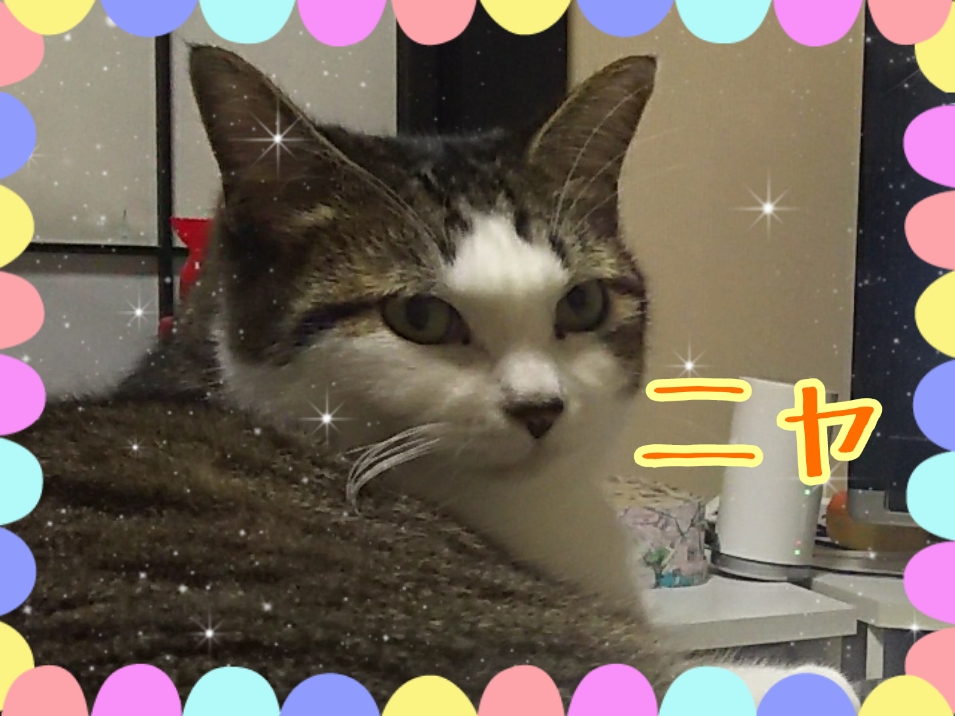 f:id:zuborasukee:20191102190235j:plain f:id:zuborasukee:20191102190235j:plain