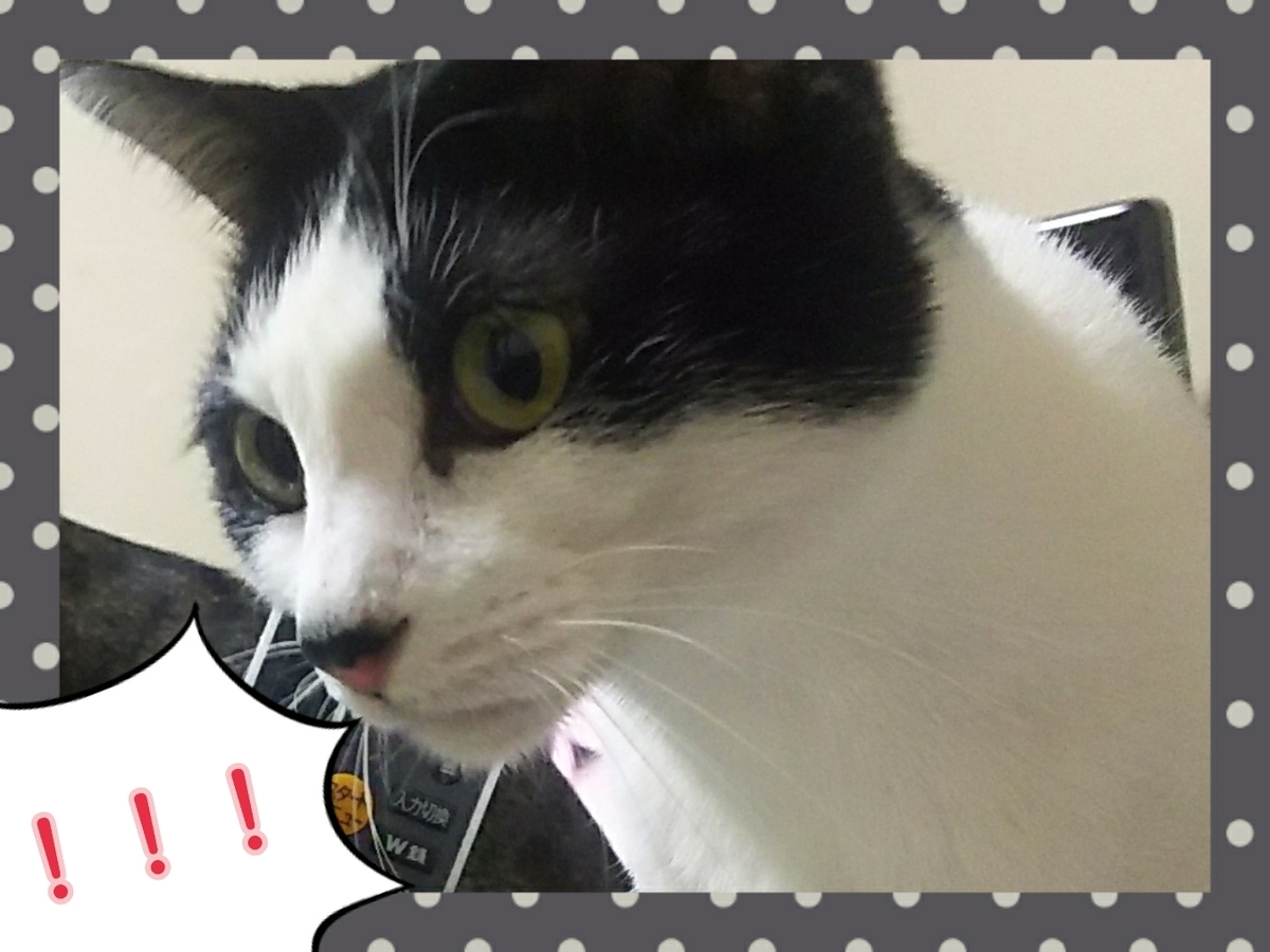 f:id:zuborasukee:20191103165415j:plain f:id:zuborasukee:20191103165415j:plain