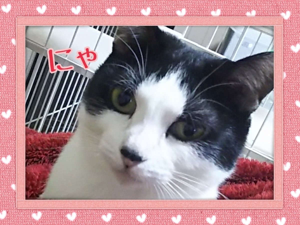 f:id:zuborasukee:20191108180331j:plain f:id:zuborasukee:20191108180331j:plain